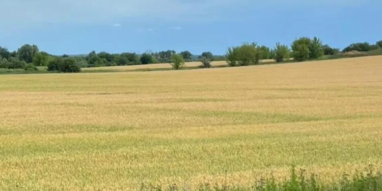 Прокуратура Київщини домоглася повернення тисяч гектарів землі державі