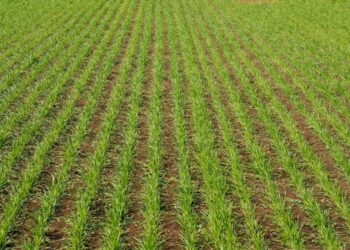 В Україні пошкодження озимини сягають 12%, кісточкових культур – до 51%