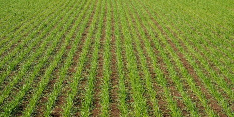 В Україні пошкодження озимини сягають 12%, кісточкових культур – до 51%