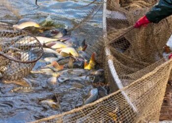 Нові обмеження на вилов риби на водосховищах України почнуть діяти з 10 квітня