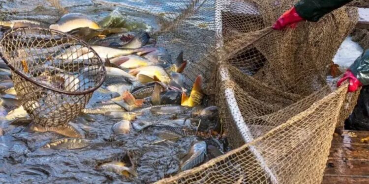 Нові обмеження на вилов риби на водосховищах України почнуть діяти з 10 квітня