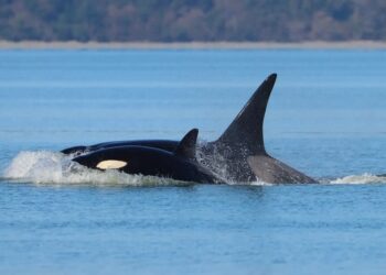 У Сіетлі помітили трьох косаток, яких раніше не фіксували в цьому районі, вони ймовірно з Аляски