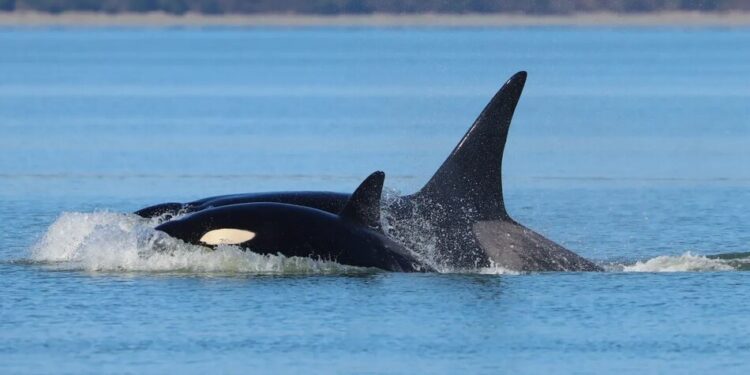 У Сіетлі помітили трьох косаток, яких раніше не фіксували в цьому районі, вони ймовірно з Аляски