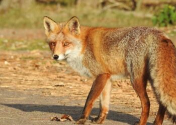 Сказ в Україні – людям пояснили, що робити після укусу чи подряпини тварини