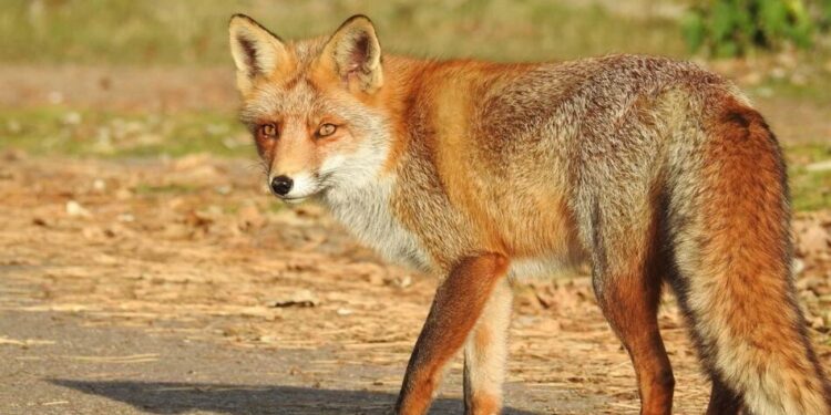 Сказ в Україні – людям пояснили, що робити після укусу чи подряпини тварини