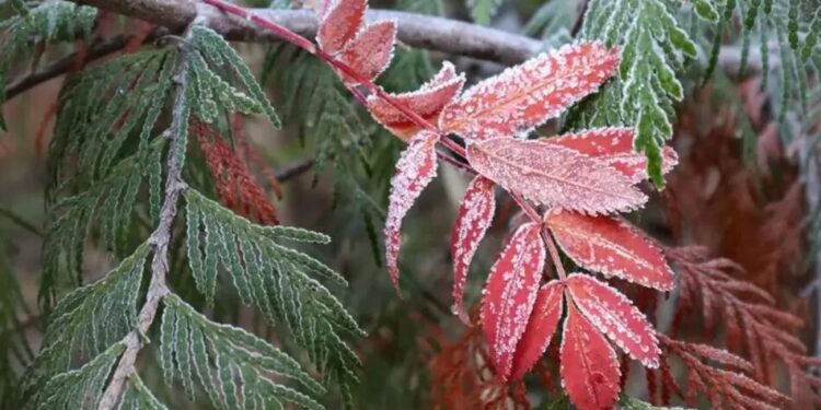 Синоптики попередили про небезпечні заморозки у Києві та області 21-22 квітня