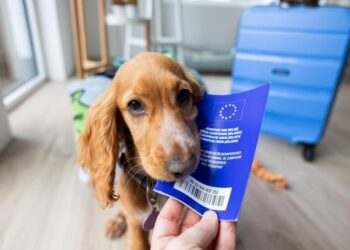 У ЄС нові правила подорожей з тваринами – вводять нові сертифікати замість паспортів