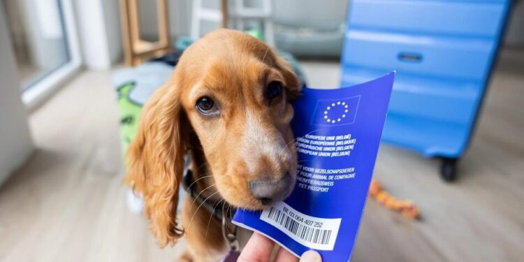 У ЄС нові правила подорожей з тваринами – вводять нові сертифікати замість паспортів