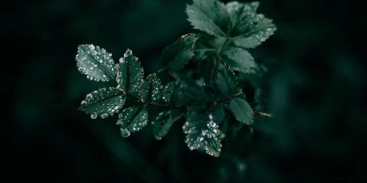 На вихідних Україну накриють дощі та заморозки – де чекати похолодання