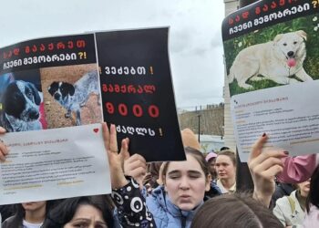 У Грузії відбувся масштабна акція проти жорстокої програми вилову бездомних собак