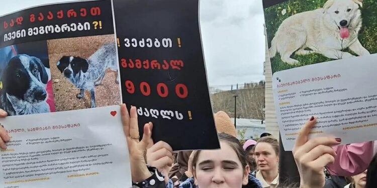 У Грузії відбувся масштабна акція проти жорстокої програми вилову бездомних собак