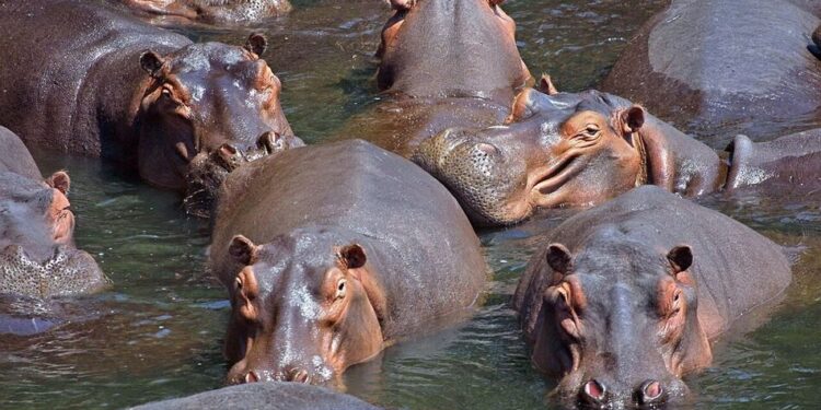 Колумбія планує відстріл "кокаїнових бегемотів" Пабло Ескобара через загрозу екосистемі