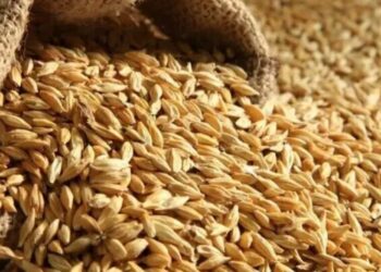 У МЗС назвали країни, куди везуть вкрадене українське зерно з окупованих територій