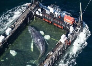 Унікальна операція порятунку: кита Тіммі, який застряг біля узбережжя Німеччини, транспортують до Північного моря