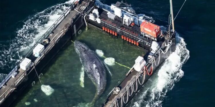 Унікальна операція порятунку: кита Тіммі, який застряг біля узбережжя Німеччини, транспортують до Північного моря