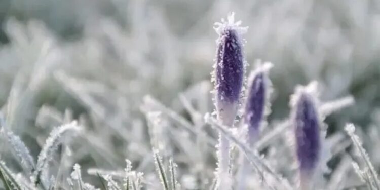 Вітер вщухне, але заморозки залишаться – синоптик попередила про холод і мокрий сніг 29 квітня