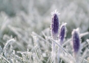 Дощі з мокрим снігом та нічні заморозки на ґрунті – в Україну йде похолодання