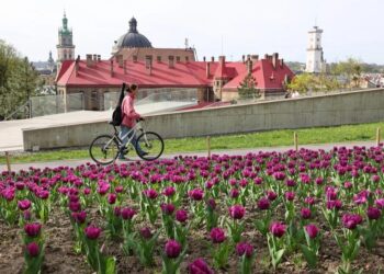 У Львові розквітли 200 тисяч тюльпанів
