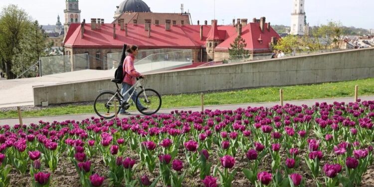 У Львові розквітли 200 тисяч тюльпанів