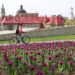 У Львові розквітли 200 тисяч тюльпанів