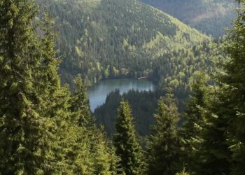 Зеленський анонсував кадрові рішення у держкомпанії "Ліси України"