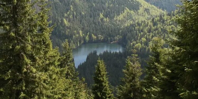 Зеленський анонсував кадрові рішення у держкомпанії "Ліси України"