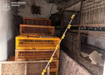 Задушив тещу і майже півтора року переховував тіло в сараї – на Харківщині чоловіка арештували за вбивство