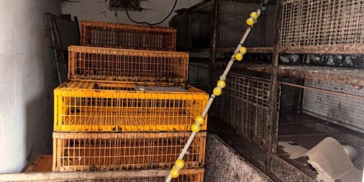 Задушив тещу і майже півтора року переховував тіло в сараї – на Харківщині чоловіка арештували за вбивство