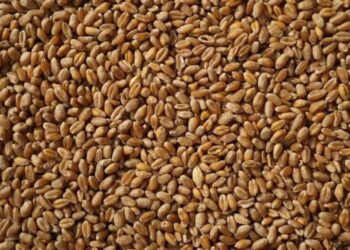 Україна вимагатиме пояснень від Єгипту через нове судно з краденим зерном – МЗС