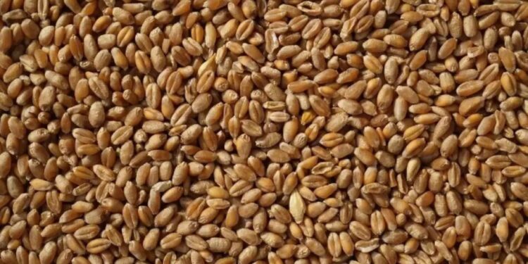 Україна вимагатиме пояснень від Єгипту через нове судно з краденим зерном – МЗС