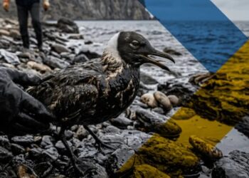 Екологічна катастрофа в Криму: мазутні плями нищать дику природу – ЦНС