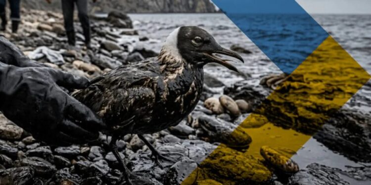 Екологічна катастрофа в Криму: мазутні плями нищать дику природу – ЦНС