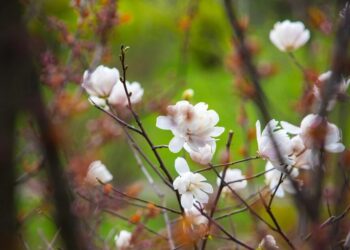Уночі ще заморозки, але вдень вже відчутно теплішатиме – синоптики