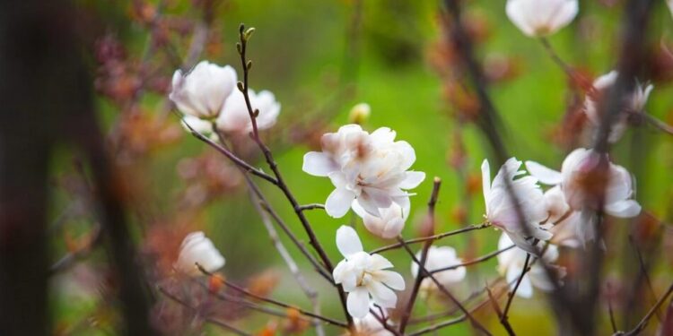 Уночі ще заморозки, але вдень вже відчутно теплішатиме – синоптики
