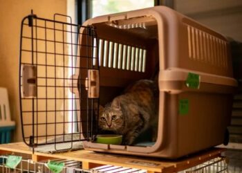 У Японії подали на схвалення препарат від хронічної хвороби нирок у котів