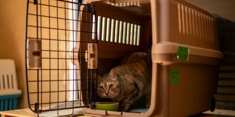 У Японії подали на схвалення препарат від хронічної хвороби нирок у котів