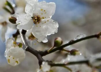 В Україну йдуть заморозки та штормовий вітер, є загроза для плодових дерев