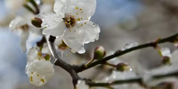 В Україну йдуть заморозки та штормовий вітер, є загроза для плодових дерев