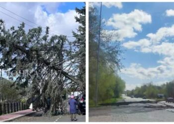 Негода на Львівщині – повалено дерева, десятки сіл без світла