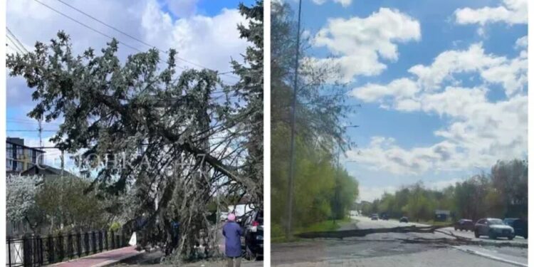 Негода на Львівщині – повалено дерева, десятки сіл без світла