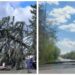 Негода на Львівщині – повалено дерева, десятки сіл без світла