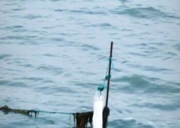 Узбережжя Азовського моря під окупованим Генічеськом всіяне трупами лебедів