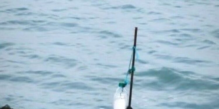 Узбережжя Азовського моря під окупованим Генічеськом всіяне трупами лебедів