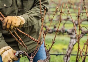 Як правильно обрізати виноград навесні та восени, щоб отримати щедрий урожай