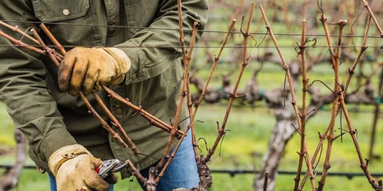 Як правильно обрізати виноград навесні та восени, щоб отримати щедрий урожай