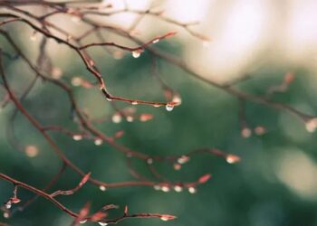 Весняне тепло з короткочасними дощами – синоптики дали прогноз на 2 квітня