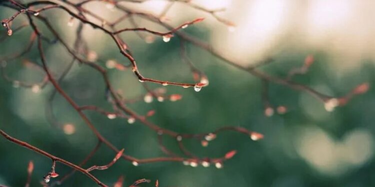 Весняне тепло з короткочасними дощами – синоптики дали прогноз на 2 квітня