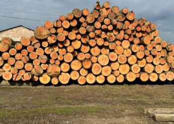 На Буковині перекрито тіньовий експорт лісу до Молдови – 26 обшуків і 10 мільйонів готівки