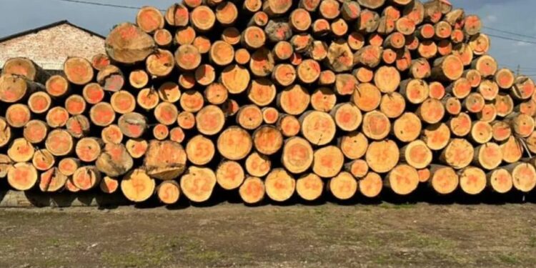 На Буковині перекрито тіньовий експорт лісу до Молдови – 26 обшуків і 10 мільйонів готівки