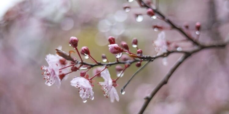 Весна відкладається: синоптики попередили про похолодання і сильний вітер 21 квітня, найбільше потерпатимуть плодові дерева